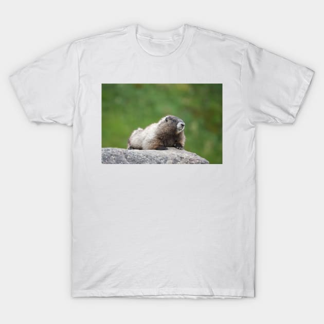 Hoary marmot (Marmota caligata) T-Shirt by SDym Photography